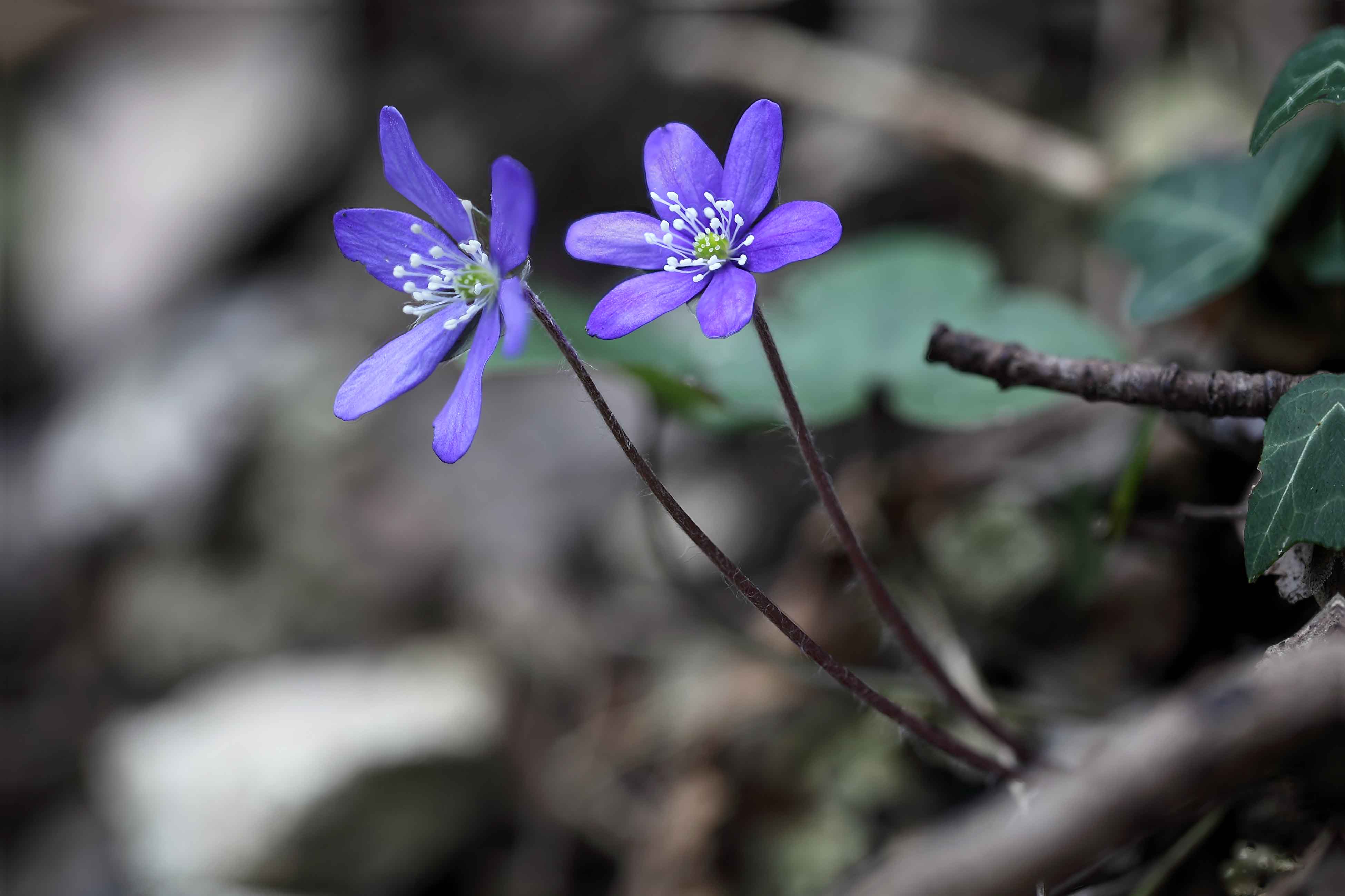 Grazie Focus stacking